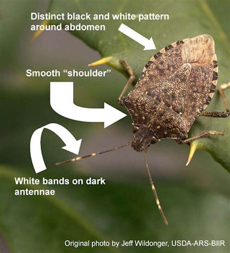Brown Marmorated Stink Bug Australian Apple And Pear Ipdm