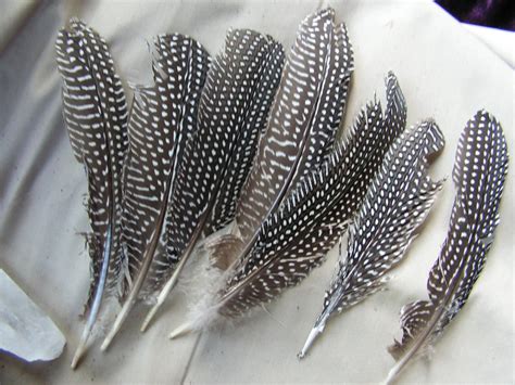 5 Spotted Guinea Hen Feathers Grade B Loose Feathers Black
