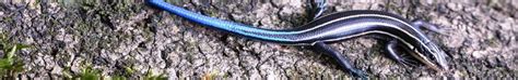 Five Lined Skink Photo By Hank Ohme Georgia Wildlife Federation