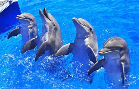 Smiling Dolphins Photograph By Sheila Kay Mcintyre Fine Art America