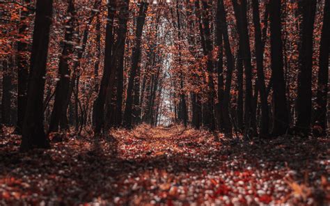 Download Wallpaper 3840x2400 Forest Trees Path Autumn Nature 4k