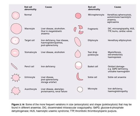 Pin On Hematology