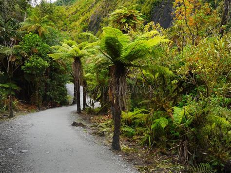 Rainforest Rain Forests New Zealand Stock Photo Image Of Fern