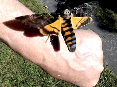 Das taubenschwänzchen ist einer der interessantesten und ganz sicher der aufsehenerregendste schmetterling, den es in unseren breiten. Schwalbenschwanz.ch
