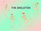 PPT - THE SKELETON PowerPoint Presentation, free download - ID:89401