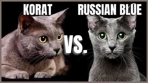 Korat Cat Vs Russian Blue Cat Youtube