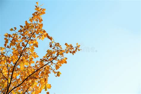 Tree Branches With Autumn Leaves Against Sky Stock Image Image Of