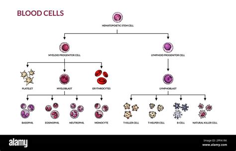 Diagrama De Hematopoyesis Tipos De Células Sanguíneas Humanas Con