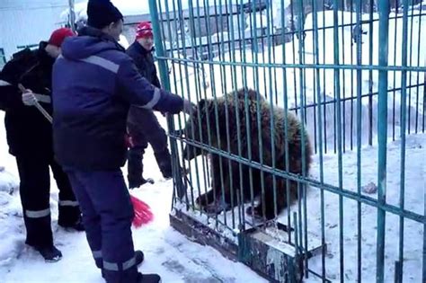 bear attack russian bear in cage eats woman s arm at christmas party daily star