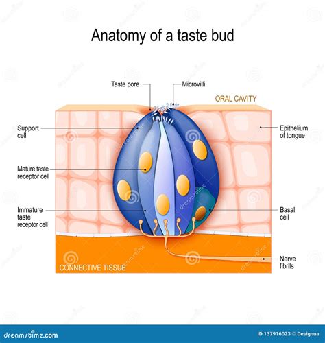 Taste Bud Mature And Immature Taste Receptor Support And Basal Cells