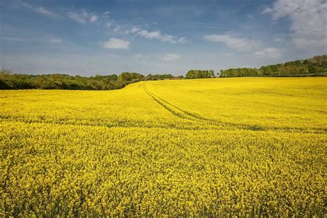 A Colourful Wiltshire Landscape Scene A Bright Yellow Field Under A