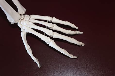 ¿cuántos Huesos Tiene La Mano Cómo Son Los Huesos De La Mano