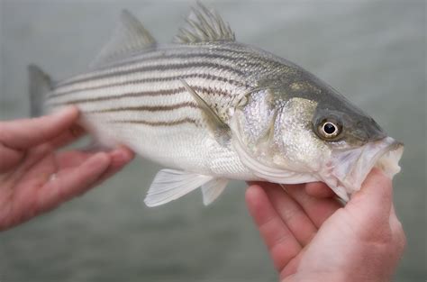 What Is Striped Bass