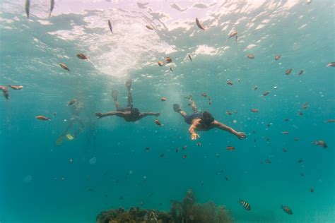best places to go snorkeling in barbados celebrity cruises