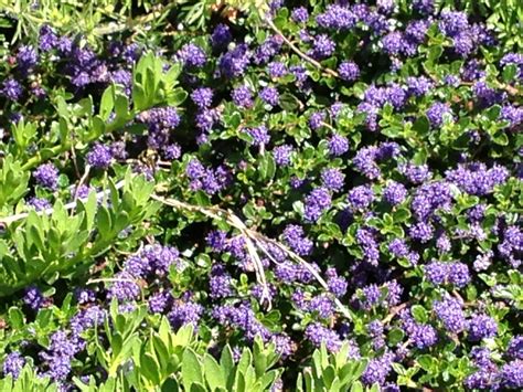 What kind of bush has purple flowers. identification - Can someone help identify these two ...