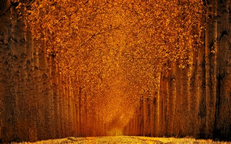 25 Fall Wallpapers Backgrounds Images Pictures Design Trends
