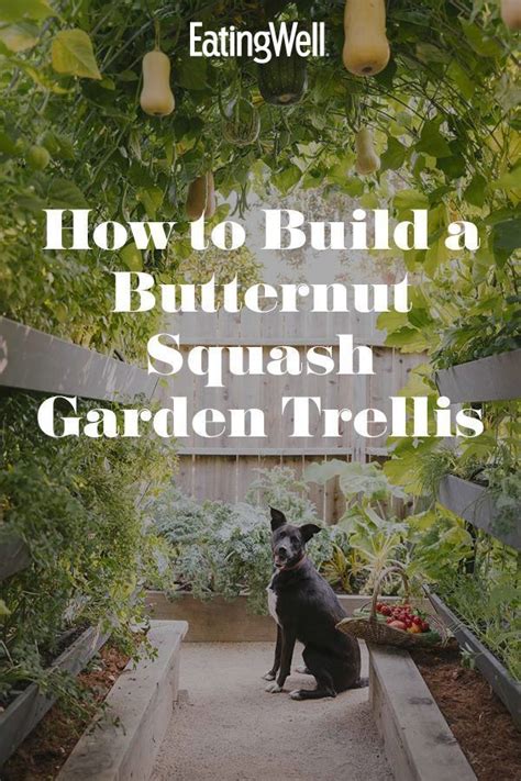How To Build A Butternut Squash Garden Lattice With