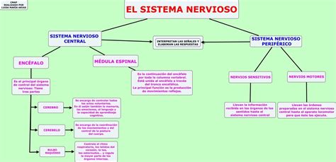Relacion Entre Sistema Nervioso Y Sistema Reproductivo Mind Map Images