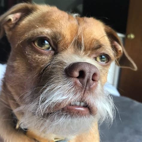 This Dog Has Thousands Of Expressions And It Cracks Us Up