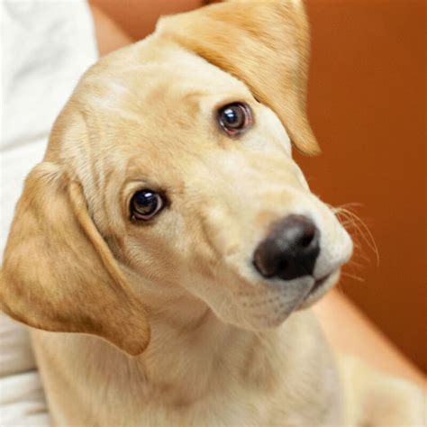 Proud member of az pet vet. Our Story | 1st Pet Veterinary Centers of Phoenix, AZ