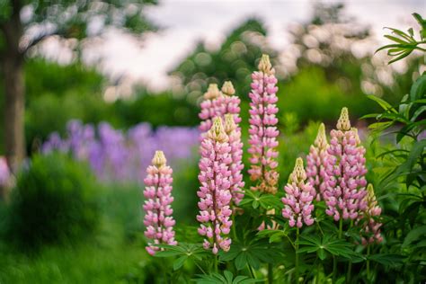Lupine Inflorescence Bokeh Wallpapers Hd Desktop And Mobile Backgrounds