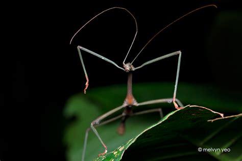 Dancing Stick Insect By Melvynyeo On Deviantart