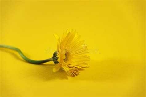 Beautiful Closeup Of Yellow Flower On Yellow Background Wallpaper
