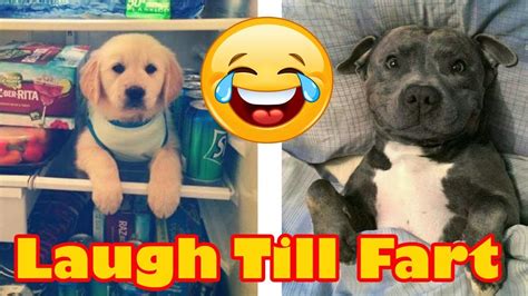 You Will Laugh Till You Fart The Happiest Dog Memes Ever That Will