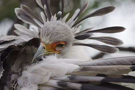 The Secretary Bird Is So Beautiful It Could Easily Become A Pixar Movie