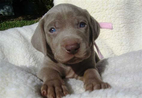 How Much Food And How Often Should We Feed A Weimaraner Puppy