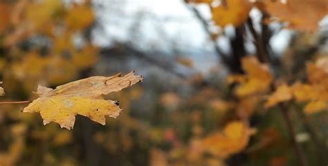 Autumn Leaves Rustling In The Wind 10 Stock Footage Videohive