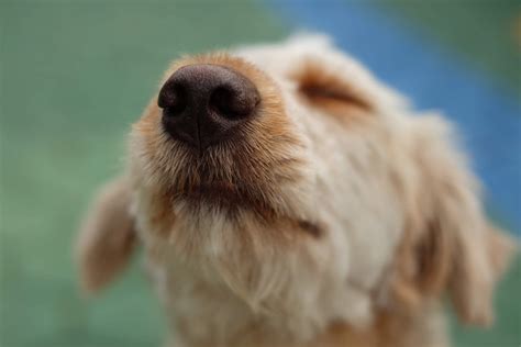 Incredible Facts About Your Dogs Sense Of Smell
