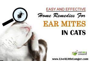 Ear mites in cats are actually quite common. 10 Best Home Remedies For Ear Mites In Cats | Itchy skin ...