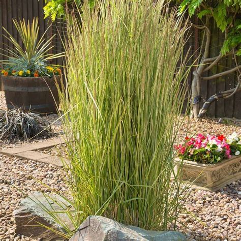 The Best Ornamental Grasses Landscape For Beautiful Garden 17