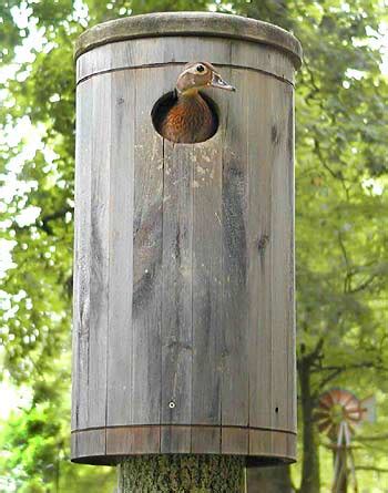 Unlike wood duck hatchlings that leave the nest soon after they hatch, screech owls feed their young in the nest for several weeks. Bird Houses and Wildlife Nesting Boxes and Mounts by ...
