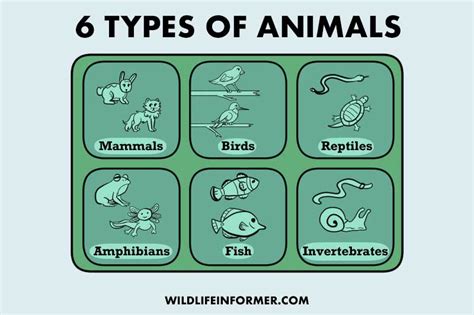 The 6 Main Classes Of Animals Examples With Pictures Wildlife Informer