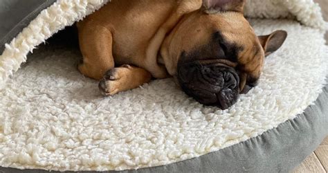 7 Best French Bulldog Cave Beds For 2022 Mypetcarejoy