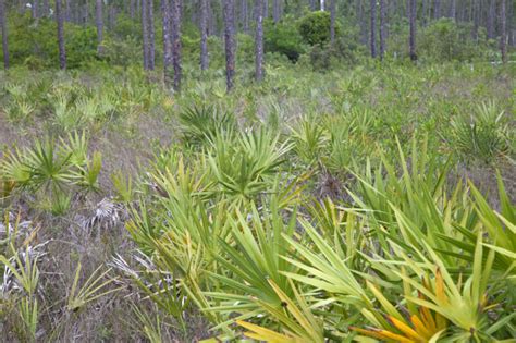 Saw Palmettos With Light Green Leaves Clippix Etc Educational Photos