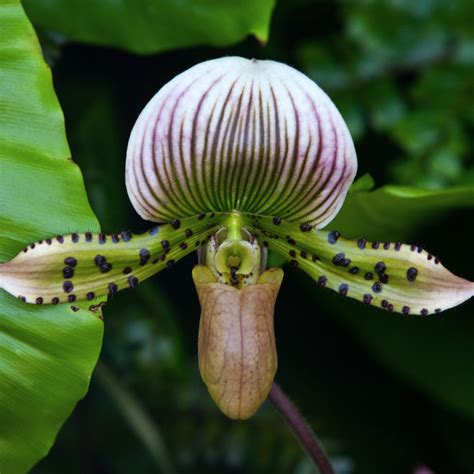 Orchid Rainforest Alliance