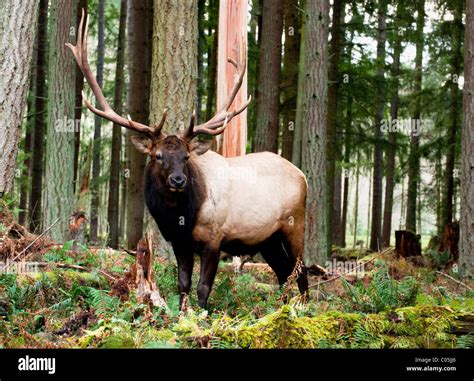 North American Roosevelt Elk In The Forests Of Washington State Usa