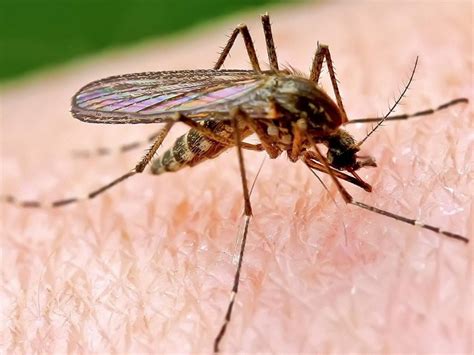 Researchers Detect Malaria Resistant To Key Drug In Africa Wbbj Tv