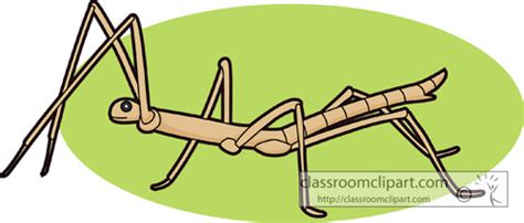 Insect Clipart Clipart Stickinsect728b Classroom Clipart
