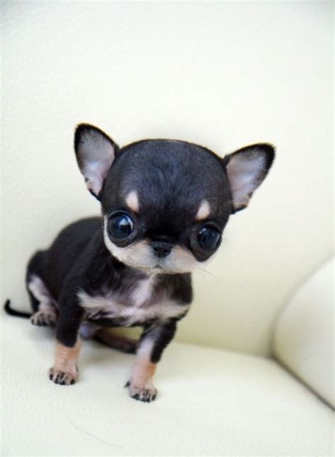 Black Apple Head Chihuahua Puppy Pets Lovers