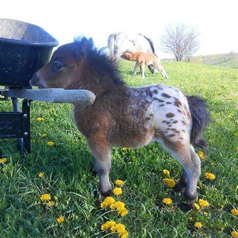 Have You Ever Seen A Baby Appaloosa Mini Horse Baby Animals Cute