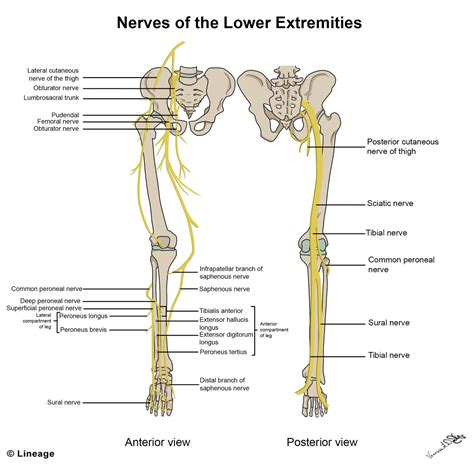 Select from premium lower body anatomy of the highest quality. Lower Extremity Innervation - MSK - Medbullets Step 1