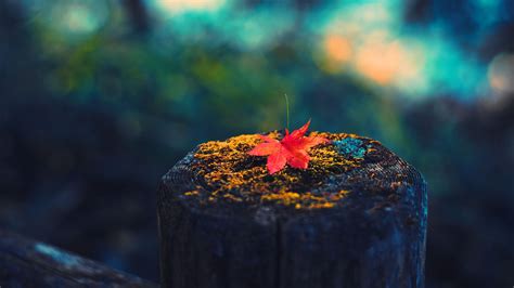 Wallpaper Sunlight Colorful Fall Leaves Nature Red Reflection