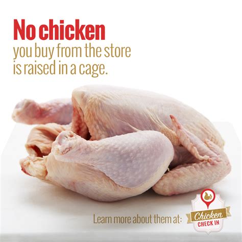 What Does Cage Free Mean Is Cage Free Chicken Better