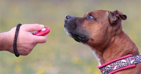 Using A Clicker To Teach Your Dog Tricks The Dogington Post
