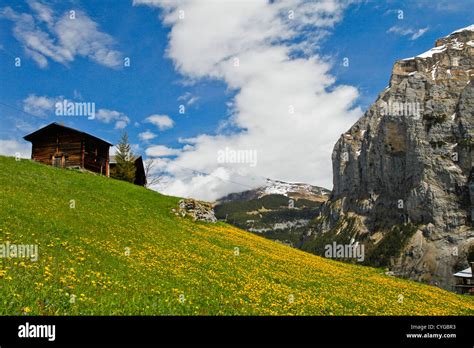 Barn And Yellow Flowers On A Grassy Slope Gimmelwald Switzerland
