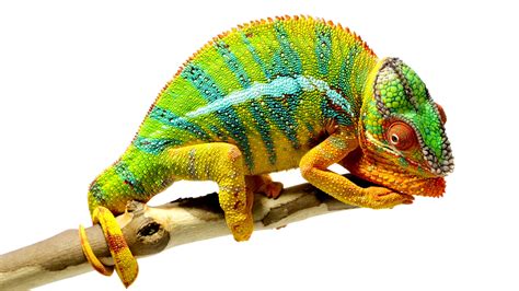 Chameleons Are Amazing National Geographic The Kid Should See This